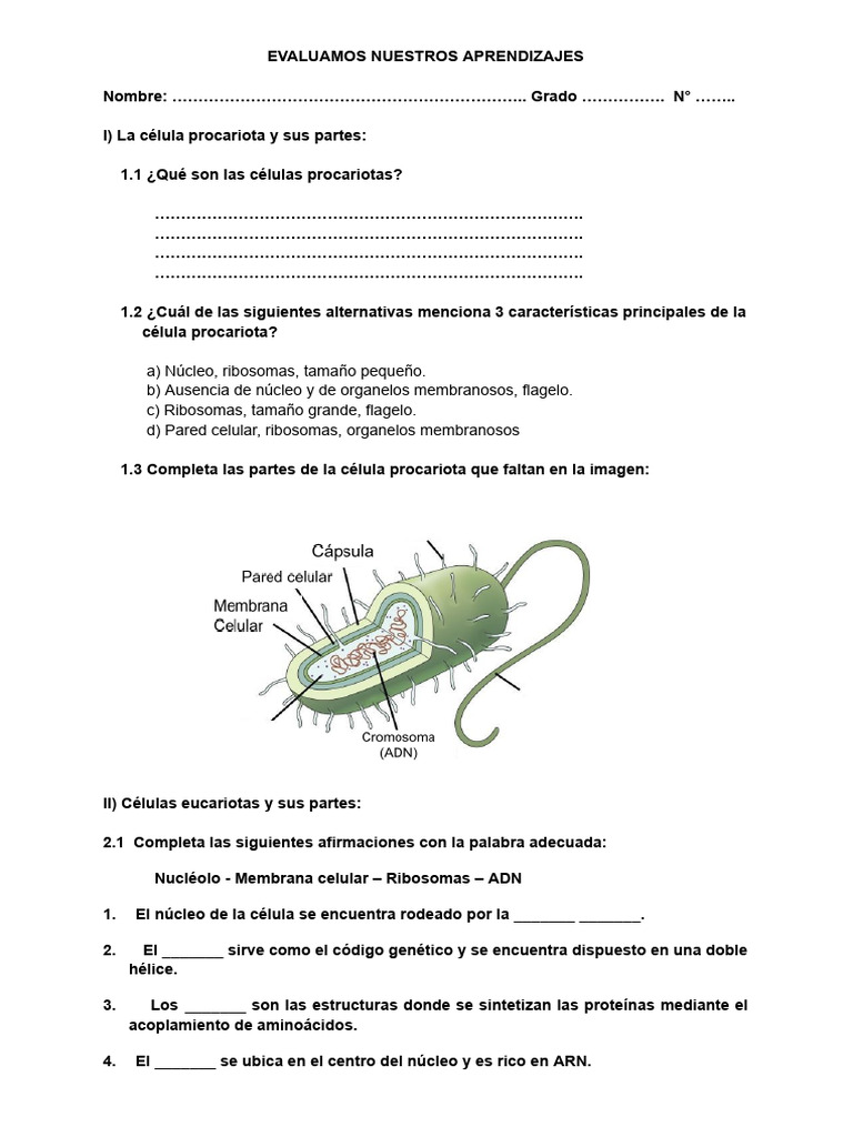 Estructura y Función de Células Procariotas y Eucariotas | PDF ...