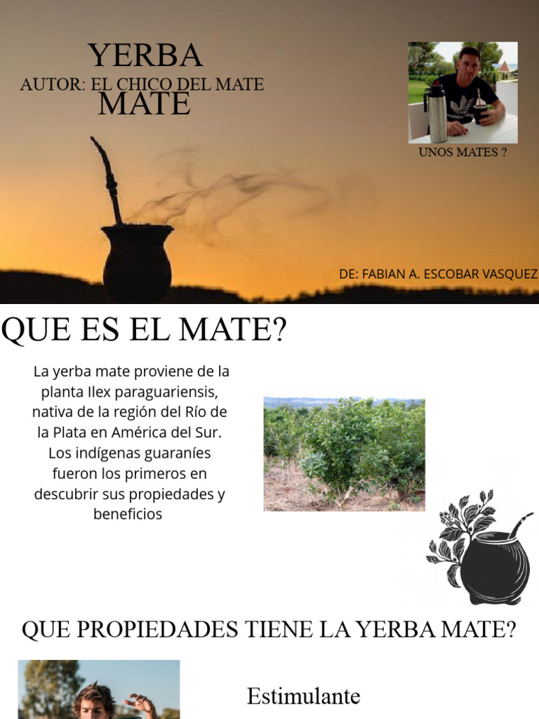 Yerba Mate Pdf