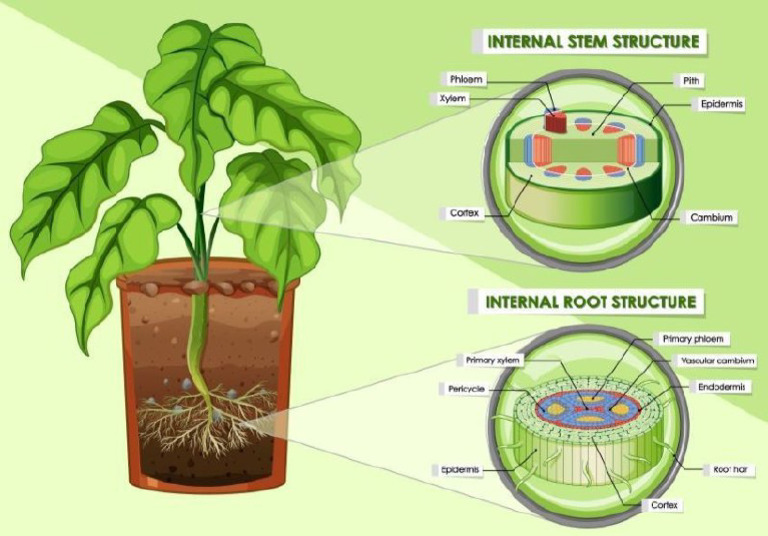 Gambar Struktur Tumbuh Tumbuhan | PDF