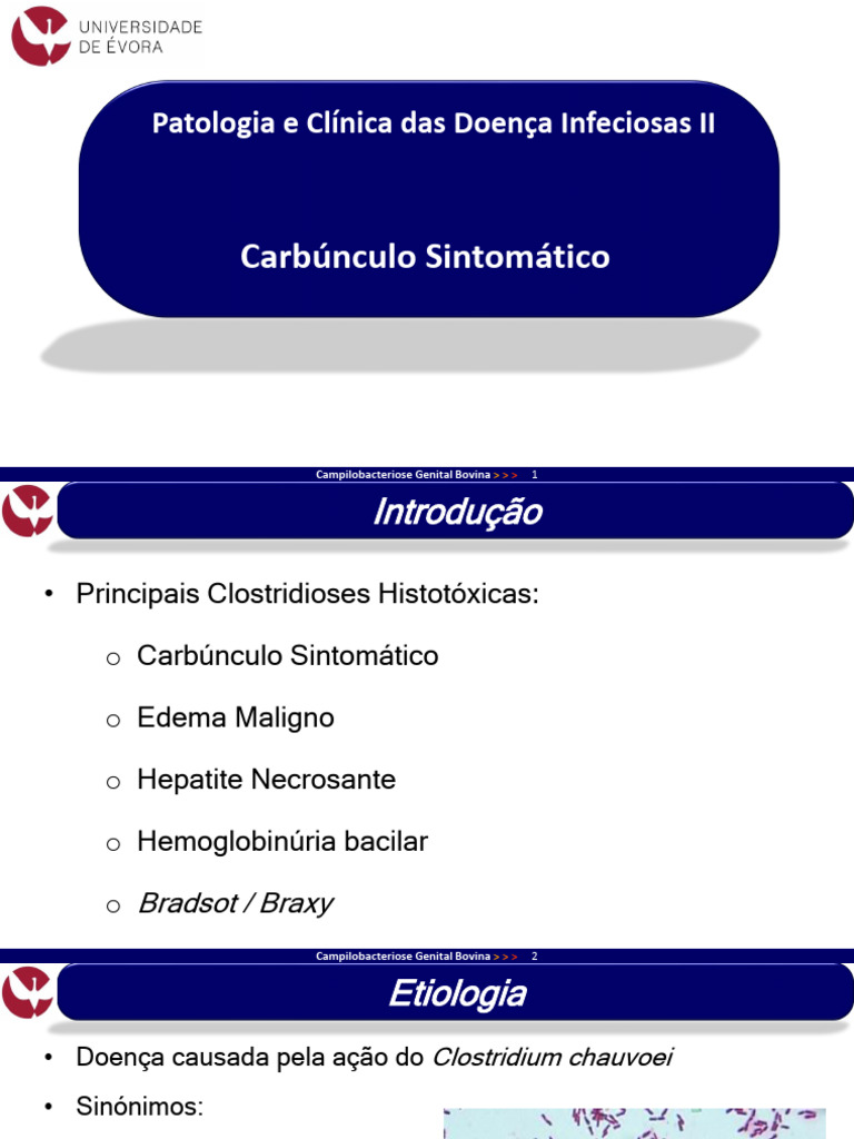 1_Carbúnculo Sintomático | Download grátis PDF | Antraz | Músculo