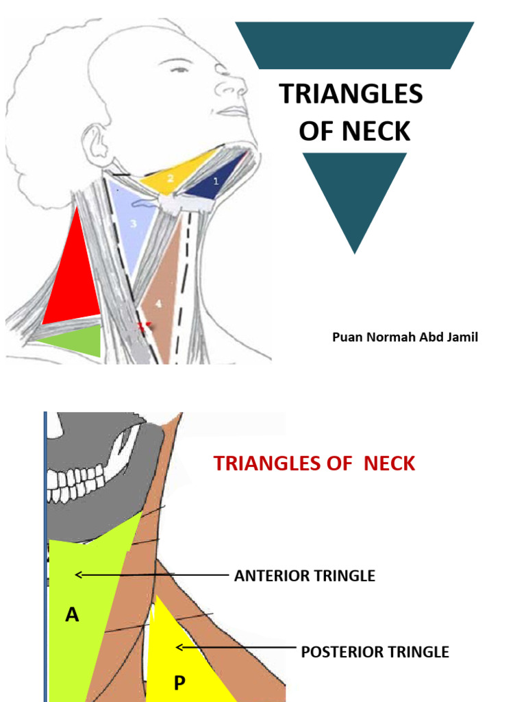 MBBS B28 Triangular of Neck | PDF | Common Carotid Artery | Neck