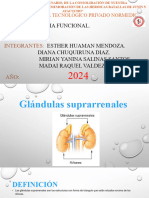 glandulas suprarrenales anatomia