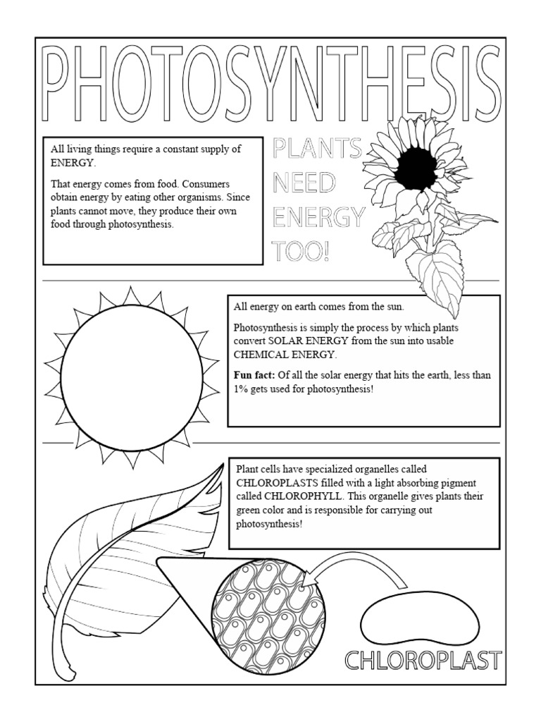 Understanding Photosynthesis Process | PDF | Photosynthesis | Chemistry