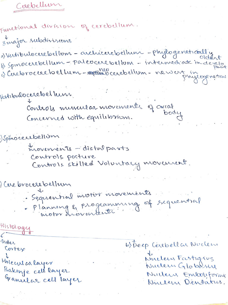 Cerebellum: Structure and Function Overview | PDF | Cerebellum | Brain