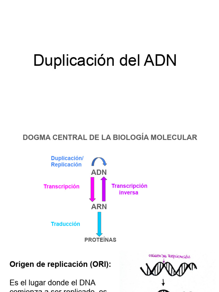 Etapas de la Duplicación del ADN | PDF | Replicación De Adn | Adn