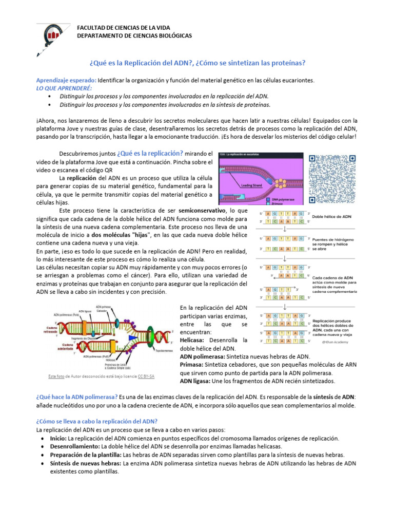 Replicación del ADN y Síntesis de Proteínas | PDF | Traducción ...
