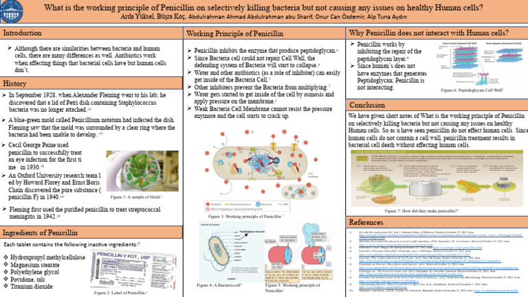 Penicillin's Selective Bacterial Action | PDF | Penicillin | Bacteria