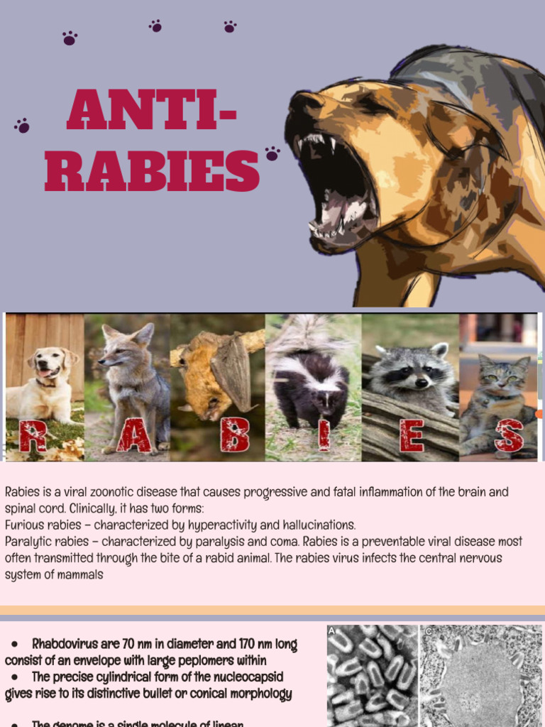 Understanding Rabies: Types and Prevention | PDF | Rabies | Virus