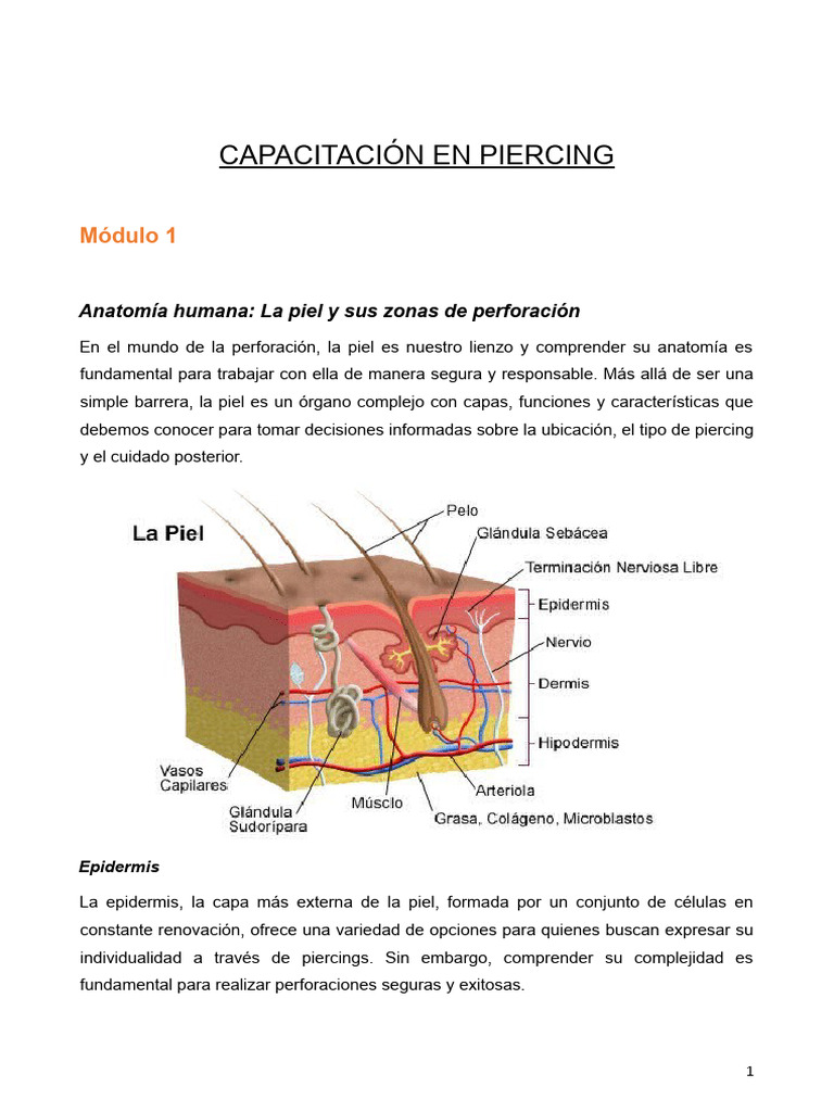 anatom-a-de-la-piel-en-piercings-pdf-piel-epidermis