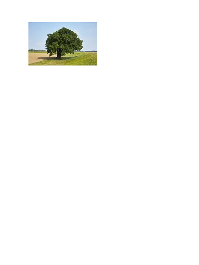 Arbol 1 Pdf