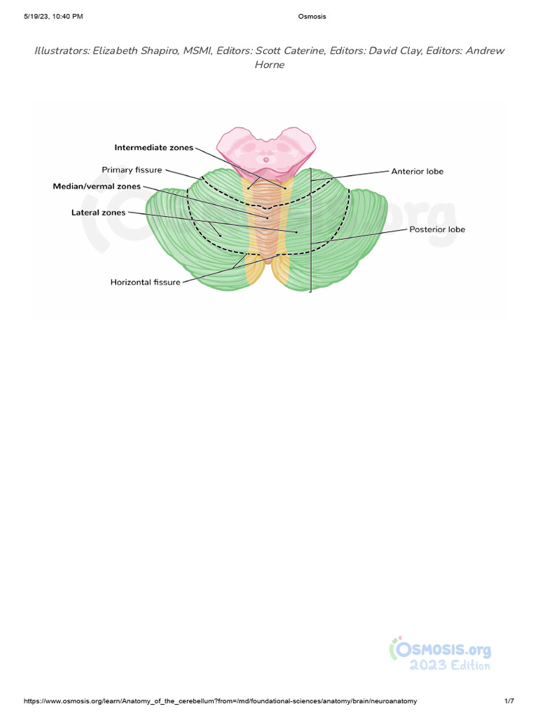 Anatomy of The Cerebellum - Video, Anatomy & Definition - Osmosis | PDF ...