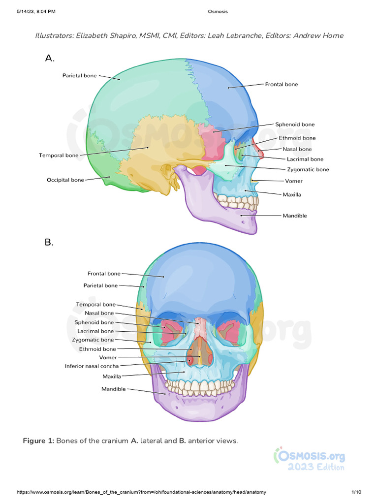 Bones of The Cranium - Video, Anatomy & Definition - Osmosis | PDF ...