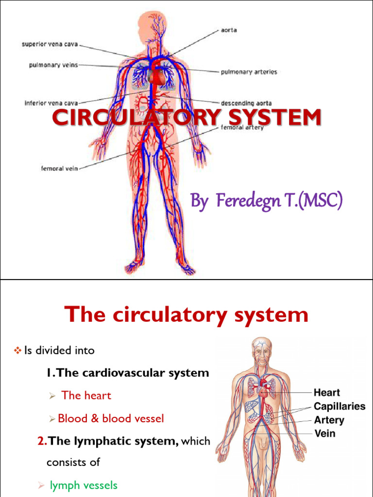 Desie Circulatory | PDF | Lymphatic System | White Blood Cell