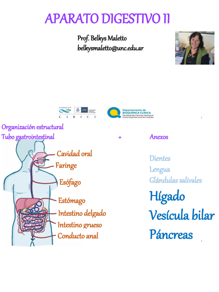 Aparato Digestivo Ii Pdf Hígado Bilis