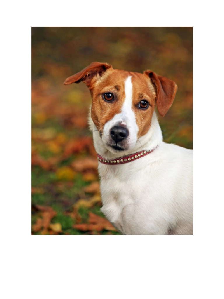 PERRO | PDF