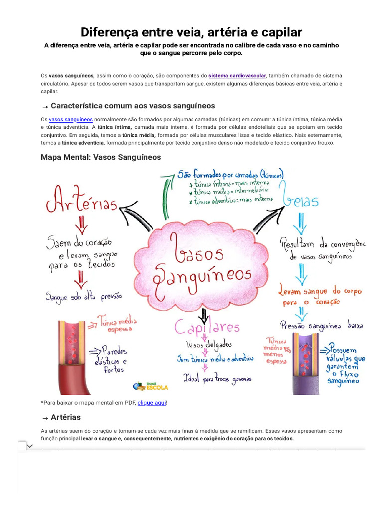 Diferença Entre Veia, Artéria e Capilar - Brasil Escola | PDF | Artéria ...