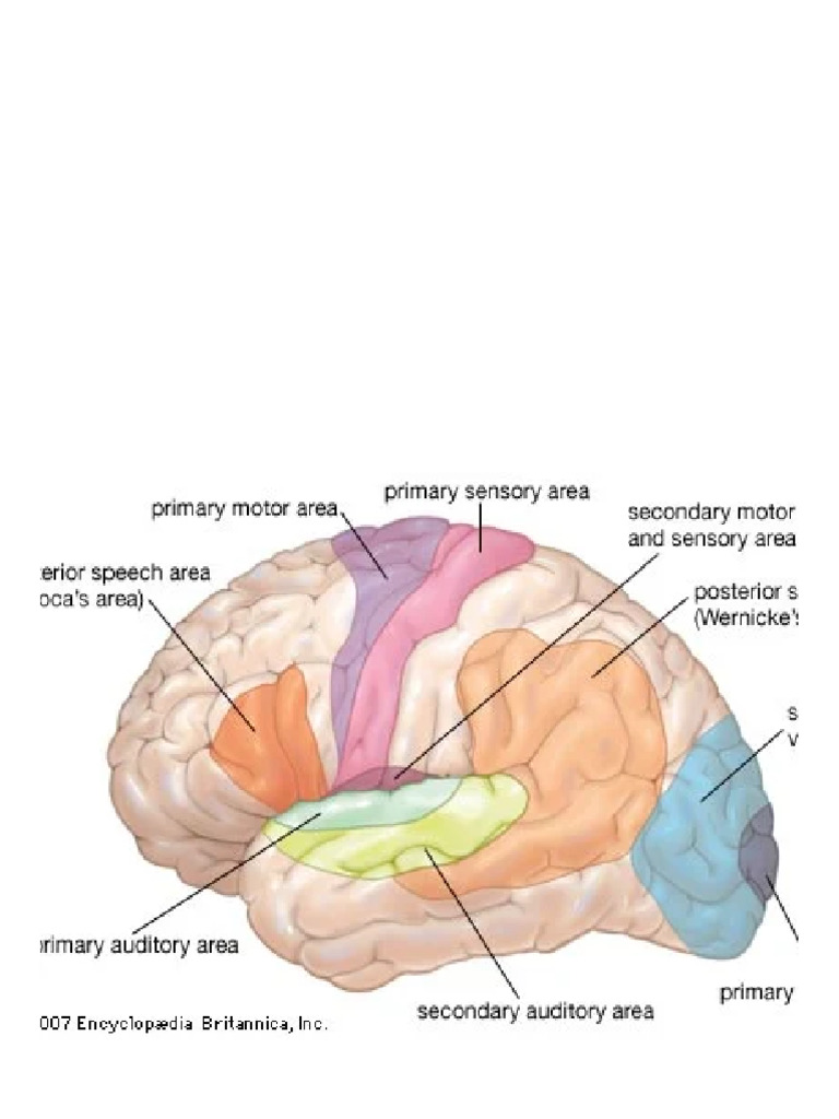Broca Area - Definition, Function, & Facts - Britannica | PDF
