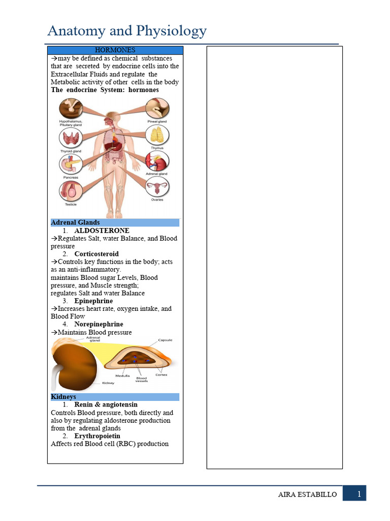 Ear Anatomy and Equilibrium Functions | PDF | Ear | Human Body