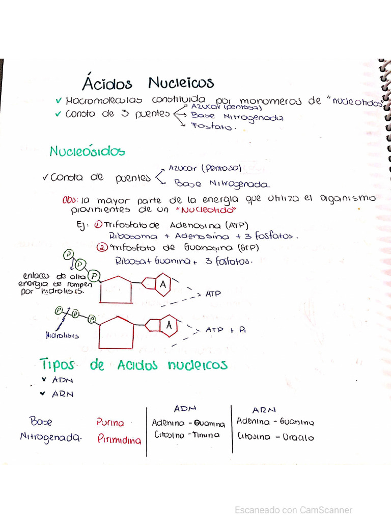 Cidos Nucleicos Pdf Cidos Nucleicos Macromol Culasmapa Mental Cidos ...