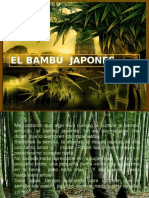 El Bambú Japonés