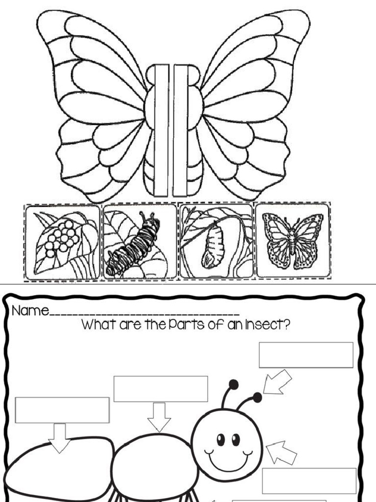 Actividades de Insectos | PDF