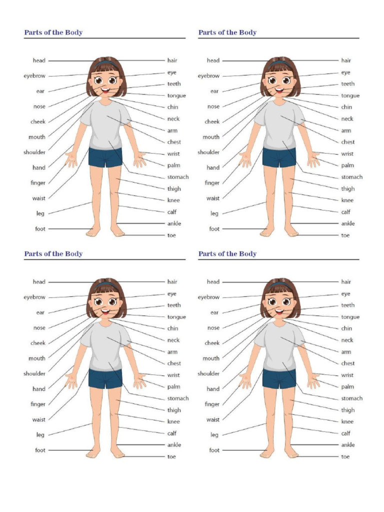 Body Parts Exercise | PDF