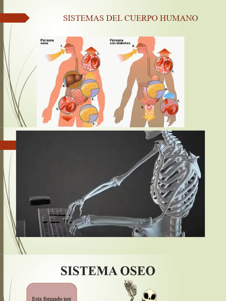 Formación y Clasificación del Sistema Óseo | PDF