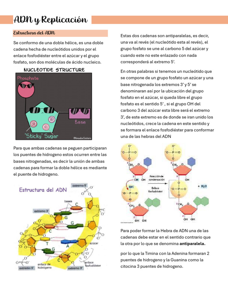 Estructura y Replicación del ADN | PDF | Traducción (biología) | Rna