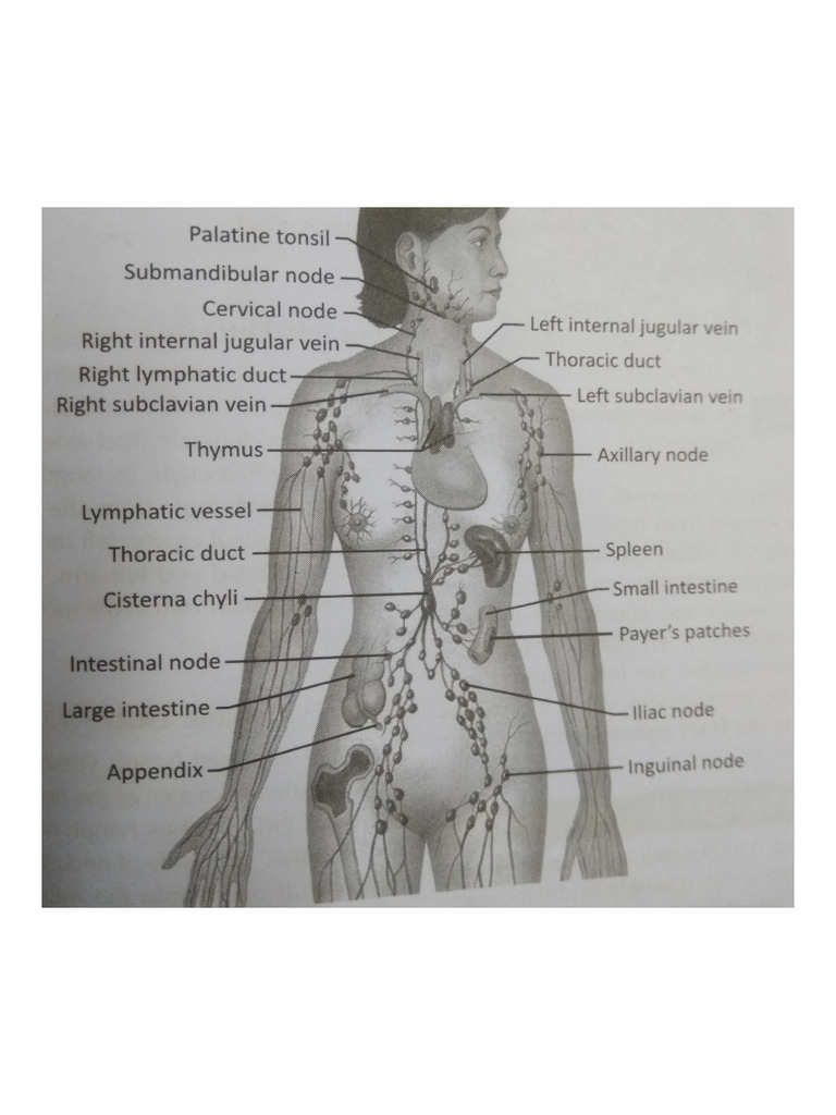 Diagram of Lymphatic System | PDF