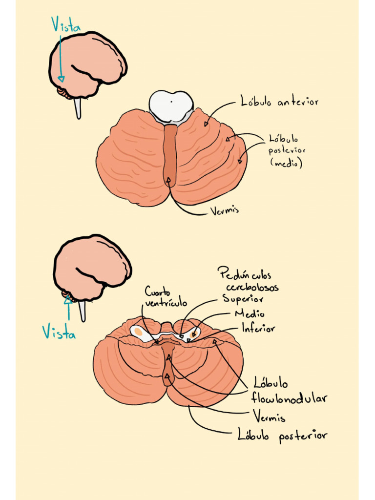Tarea 2 Anatomia | PDF