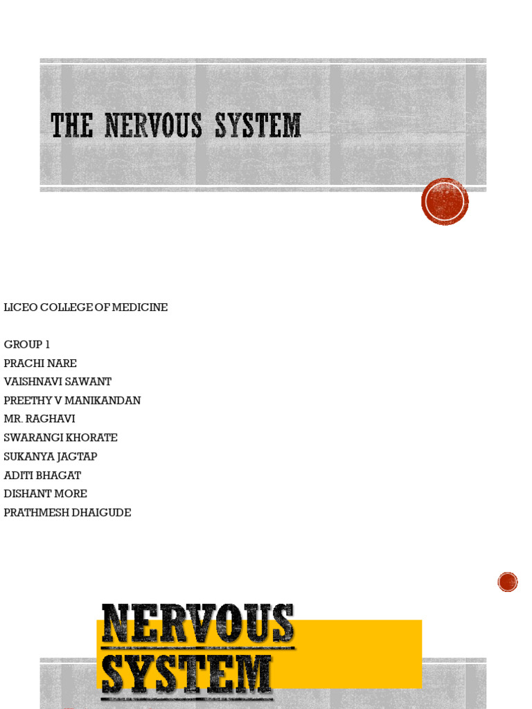 Nervous System 5 Presentation | PDF | Neuron | Nerve