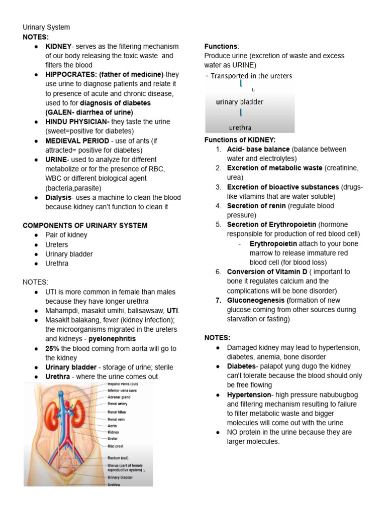 Overview of the Urinary System Functions | PDF | Kidney | Urinary System