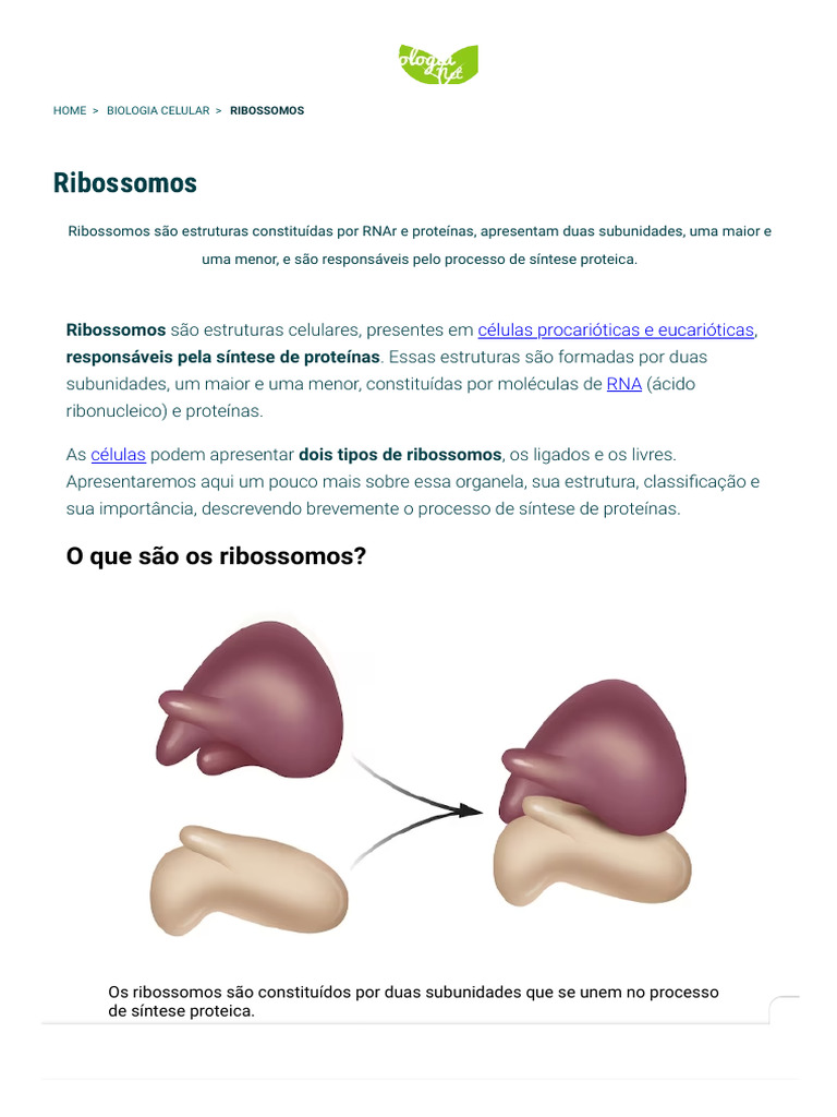 Ribossomos - o Que São, Estrutura, Função, Tipos - Biologia Net | PDF ...