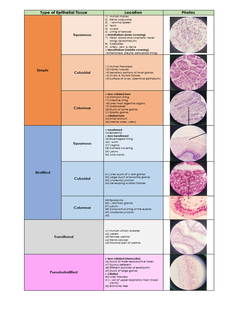 Types of Epithelial Tissue Table Complete 2 | PDF | Epithelium | Animal ...
