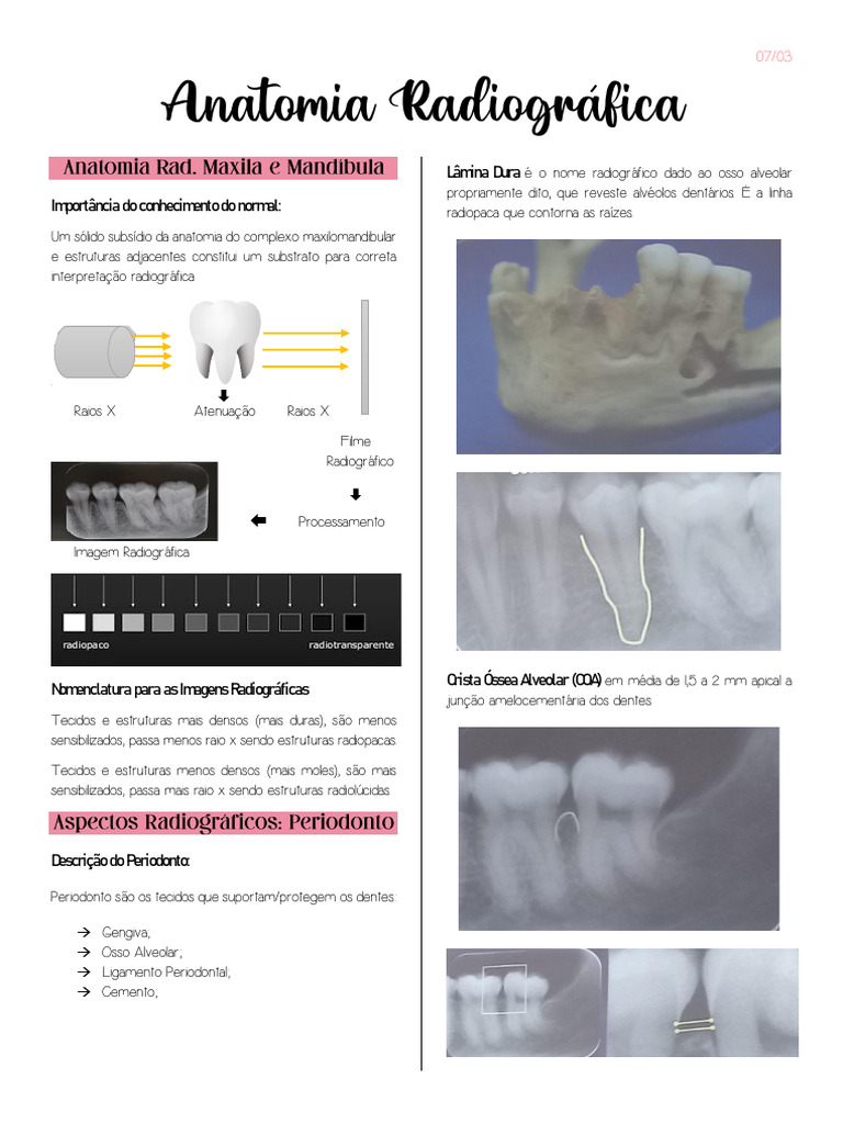 Anatomia Radiográfica | PDF | Anatomia | Anatomia humana