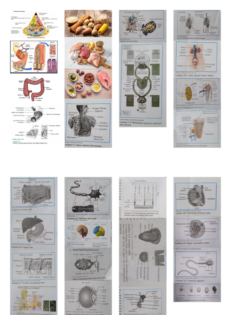 Gambr Biologi | PDF