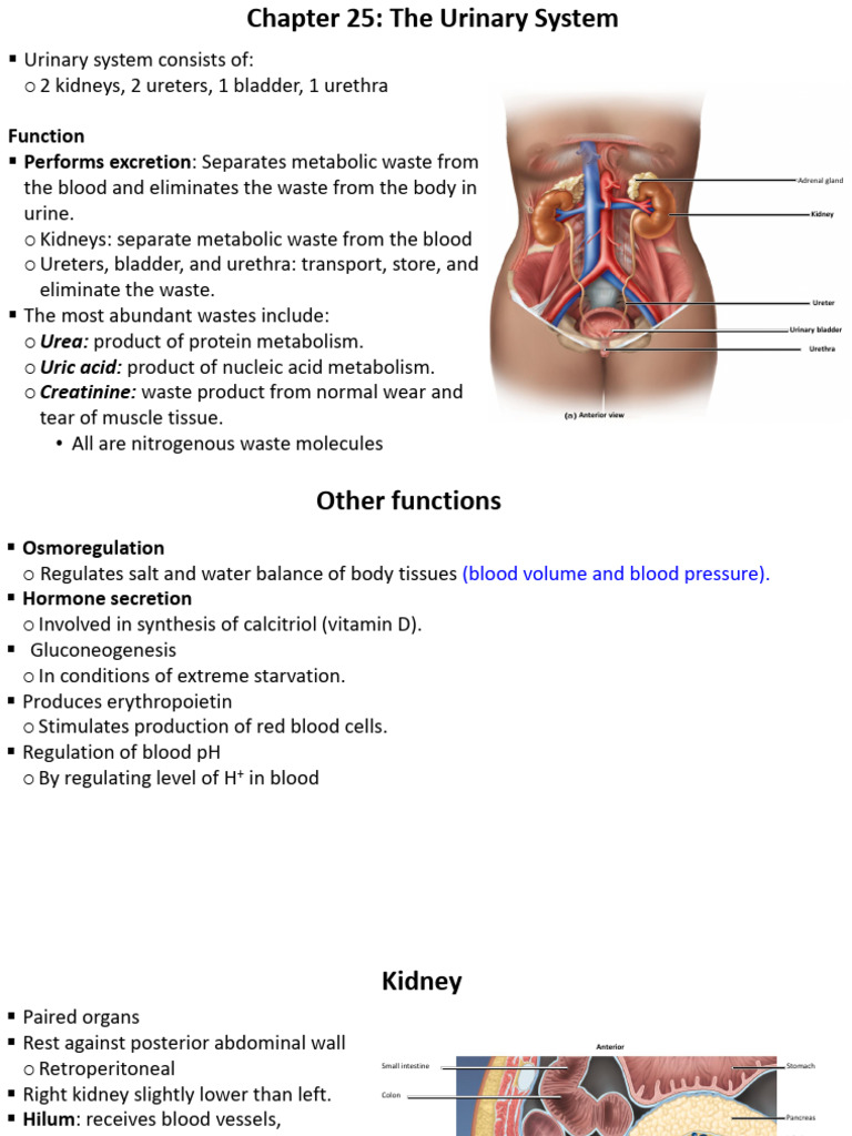 Kidney Anatomy and Function Overview | PDF | Kidney | Urinary System