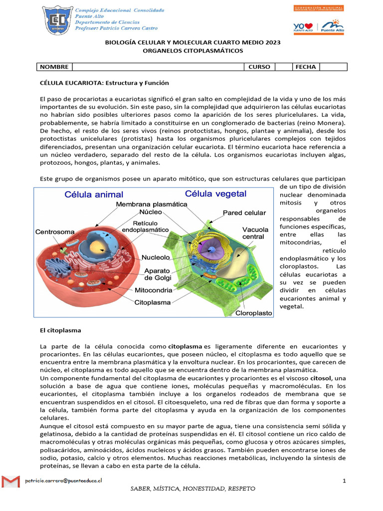 Estructura y Función de Células Eucariotas | PDF | Eucariotas | Citoplasma