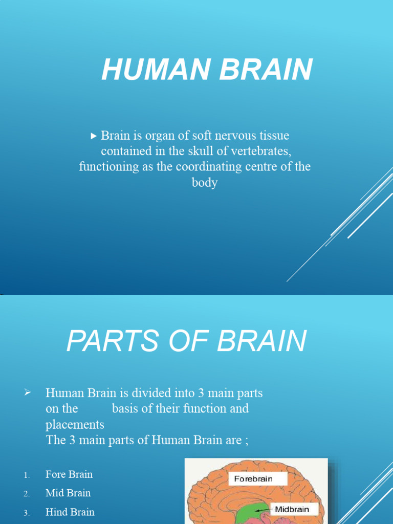 Human Brain 160110211748 | PDF | Brain | Cerebrum