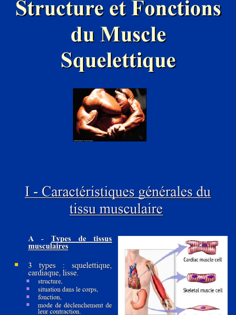 Structure et Fonctions du Muscle Squelettique | PDF | Contraction du ...