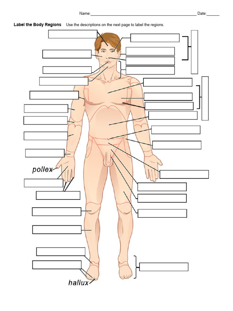 Body Regions Labeling | Download Free PDF | Anatomical Terms Of ...