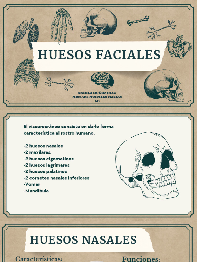 huesos-de-la-cara-pdf-cara-cabeza-y-cuello-humanos