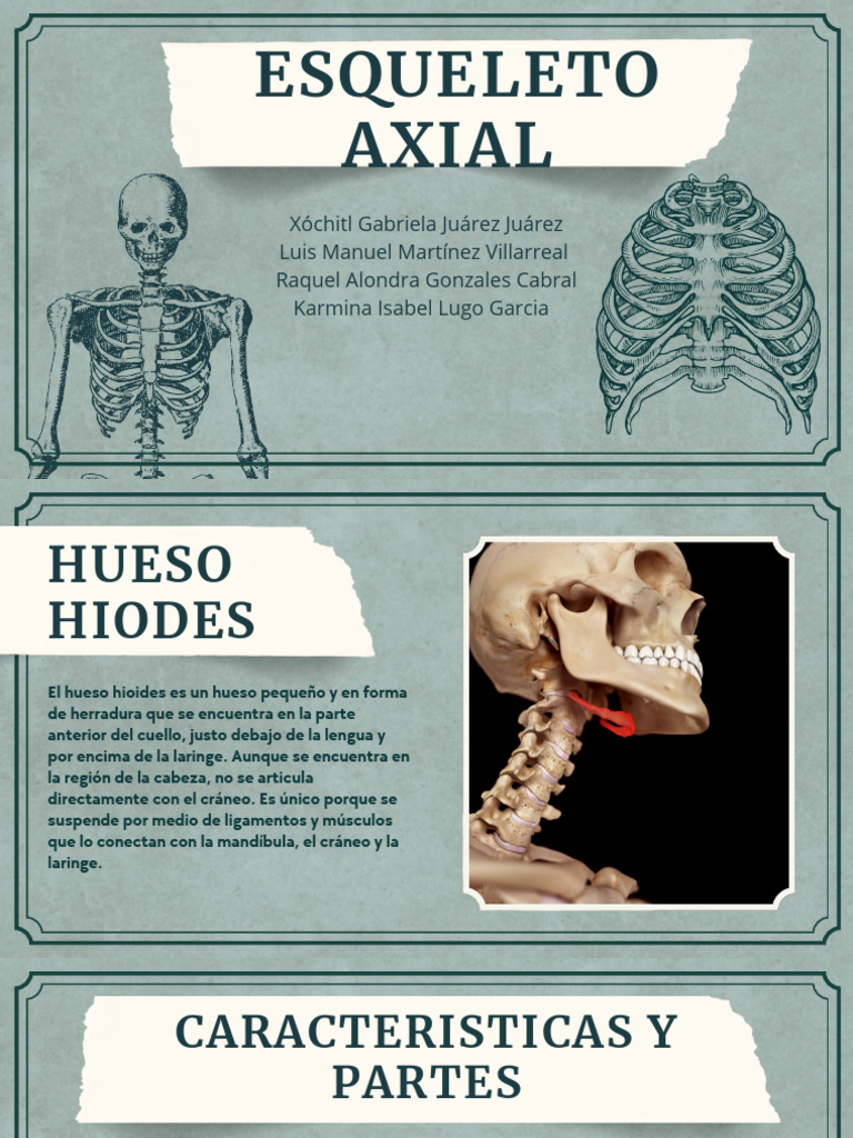 Esqueleto Axial Descargar Gratis Pdf Vértebra La Columna Vertebral