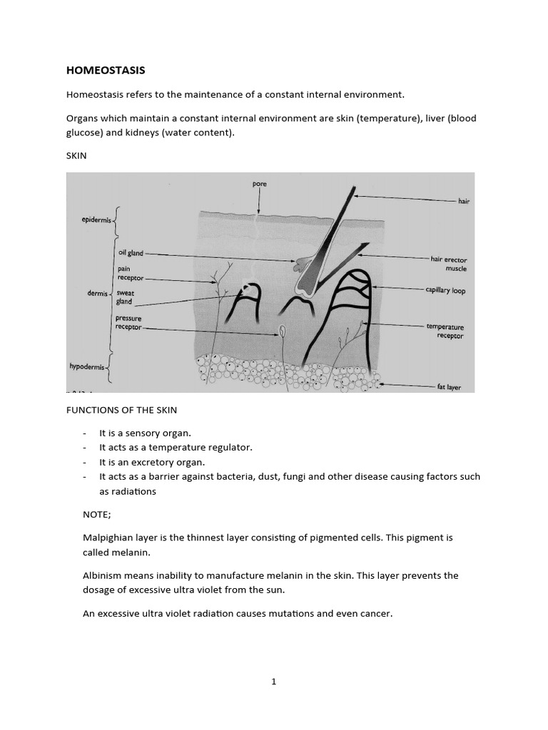 Homeostasis: Body's Balance Guide | PDF