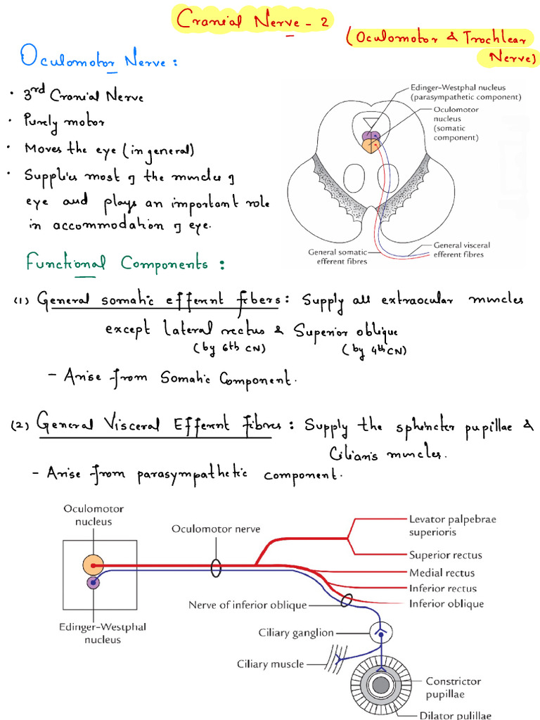 Cranial Nerves 2 | PDF | Neuroanatomy | Nervous System