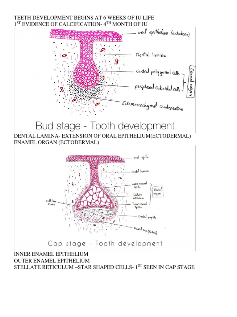 dental histology FOR DHA EXAMS | Download Free PDF | Tooth Enamel ...