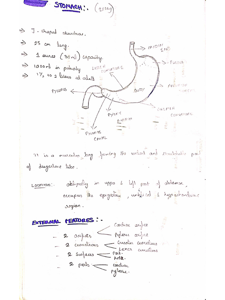 Anatomy Own Notes Pdf