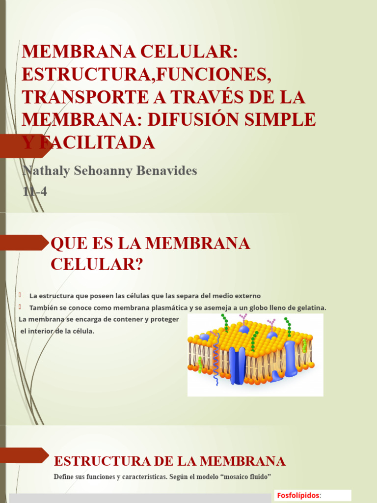 Estructura y funciones de la membrana celular | PDF | Ciencia y matemáticas