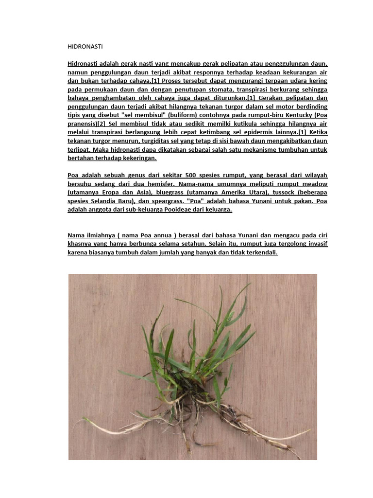 Mekanisme Hidronasti pada Rumput Poa | PDF | Griya & Taman | Sains ...