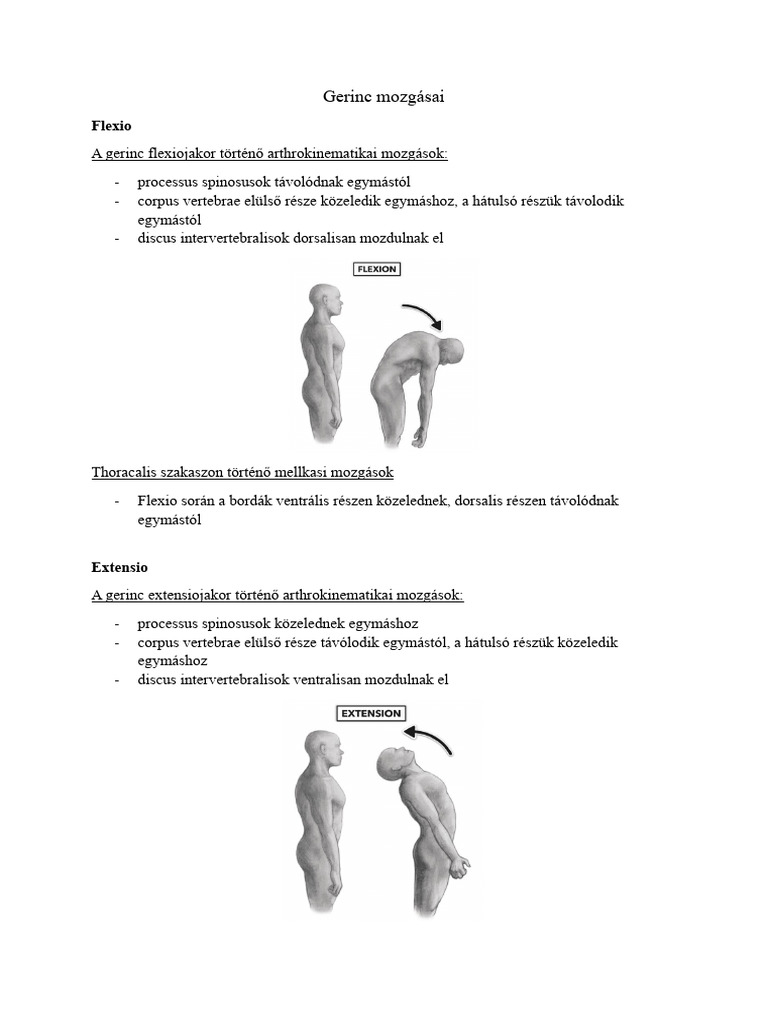 Gerinc | PDF